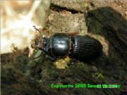 beetle1.jpg