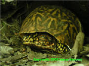 boxturtle3.jpg