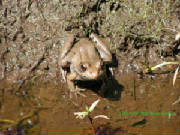 bronzefrog2006.jpg