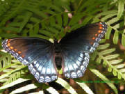 butterfly2006.jpg