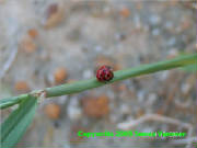 ladybugs1.jpg