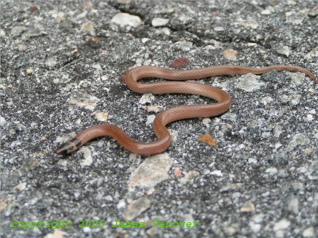 southeastcrownsnake1.jpg